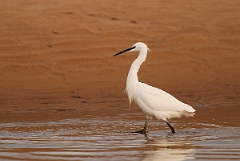 David Plant Photography - Wildlife Photographer - Little egret wading - C